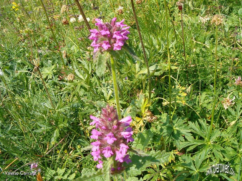 Tanti altri fiori sempre nella conca dei Campelli (9).jpg